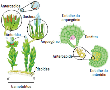 Movimento vegetal quimiotactismo.