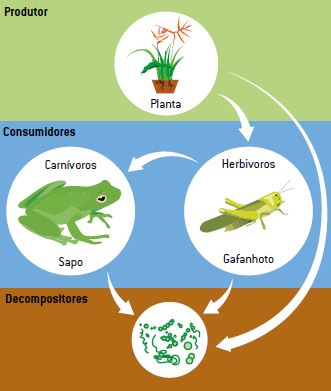 Níveis tróficos.