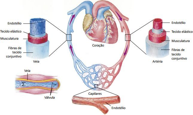 Os vasos sanguíneos.