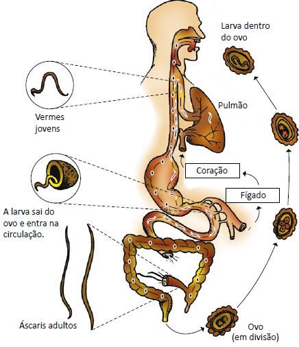 Ciclo da Ascaridíase.