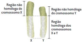 Herança ligada ao sexo.