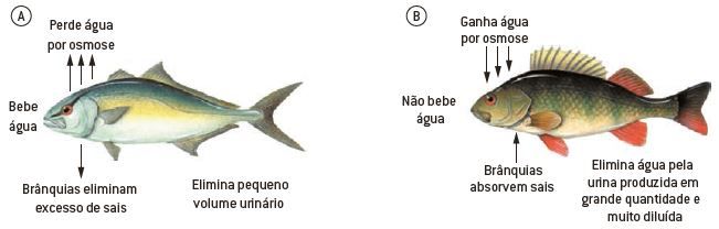 Osmorregulação nos peixes.