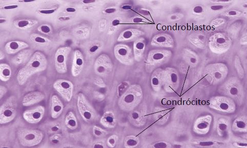 Tecido cartilaginoso.