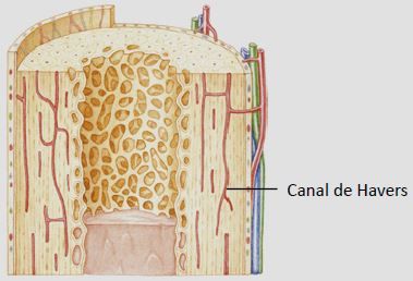 Tecido ósseo.