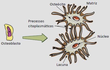 Células do tecido ósseo.