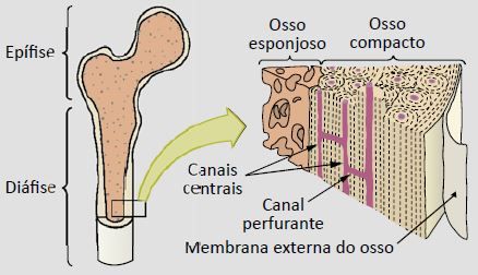 Tecido ósseo.