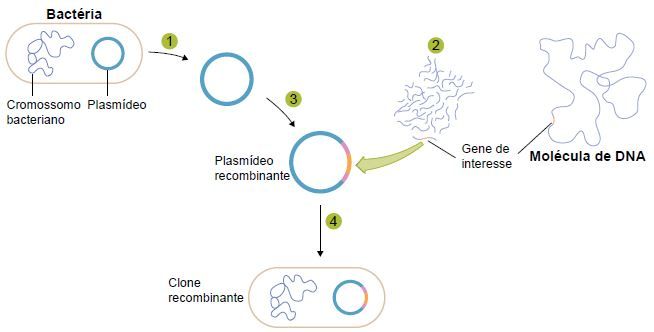 Formação do DNA recombinante.