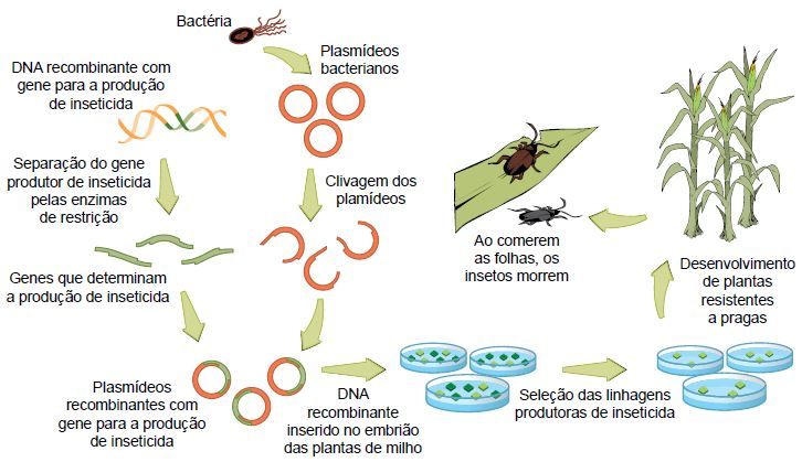 Organismos geneticamente modificados.