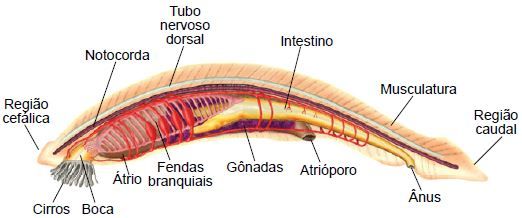 O anfioxo é um protocordado.