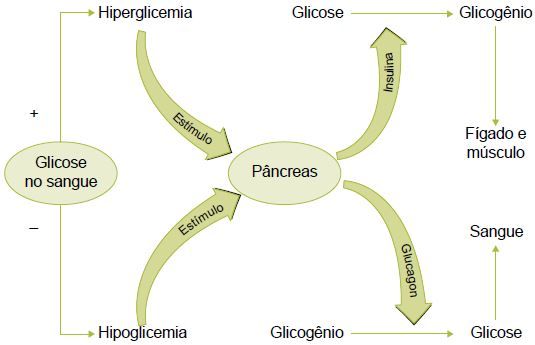 Ação da insulina e do glucagon.
