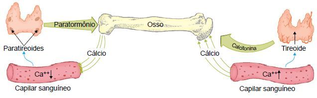 Ação da glândula paratireoide.