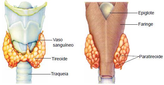 Glândulas tireoide e paratireoide.