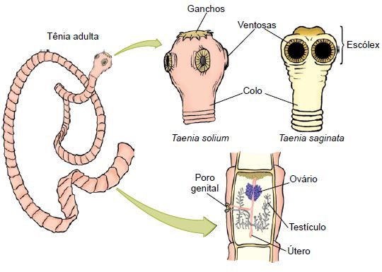 Vermes causadores da teníase.