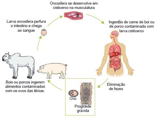 Ciclo de vida das tênias.