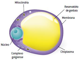 Resultado de imagem para tecido conjuntivo adiposo comum