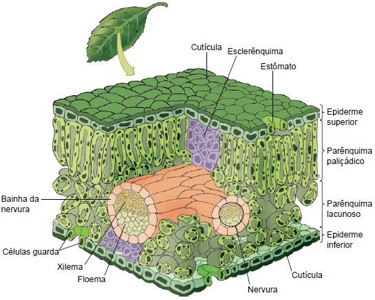 Localização dos parênquimas na folha.