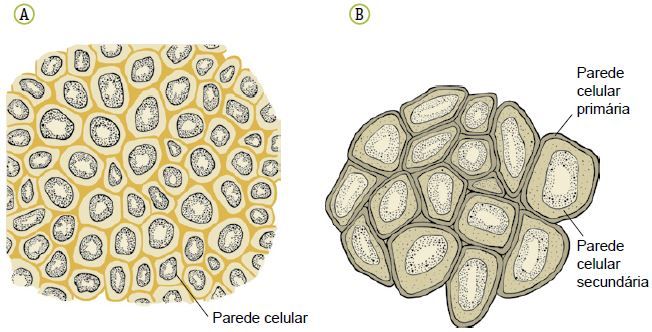 Tecidos de sustentação dos vegetais.