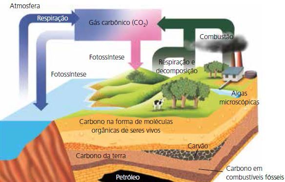 Ciclo do carbono