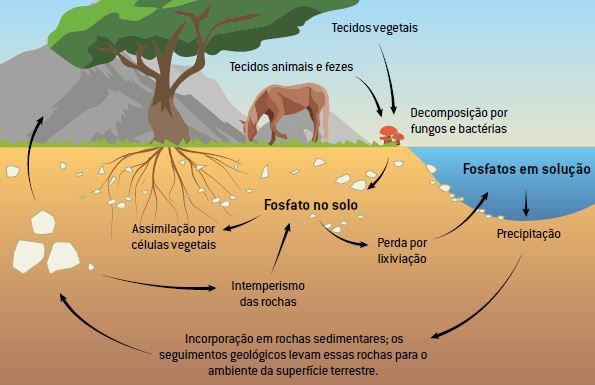 Etapas do ciclo do fósforo.