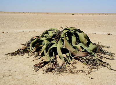 Vegetação do deserto.