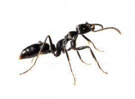 Imagem de uma formiga.