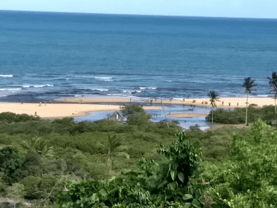 Foto de coqueiral em Trancoso, litoral leste brasileiro.