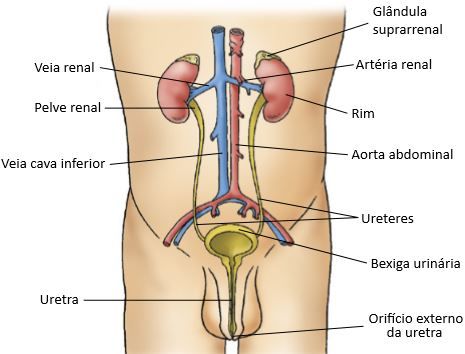 Desenho interno do sistema urinário de um homem.