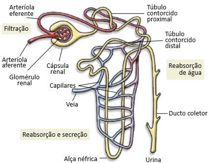 Desenho de um néfron.