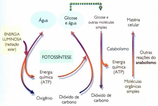 Metabolismo celular na fotossíntese.