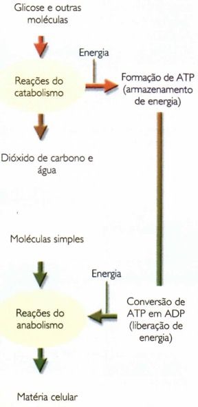 Metabolismo celular.