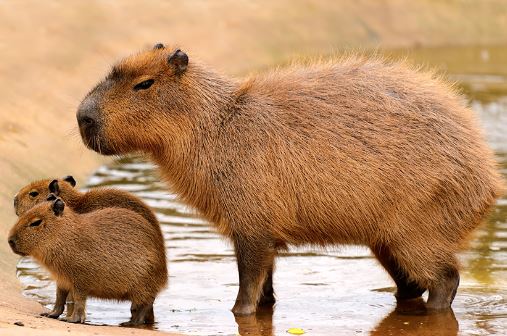 Imagem de uma capivara adulta e seus dois filhotes.