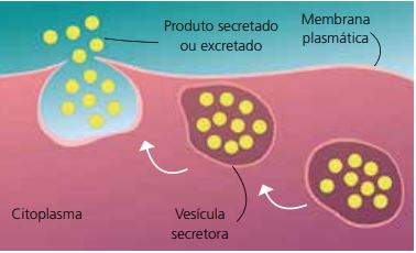 Como ocorre a exocitose.