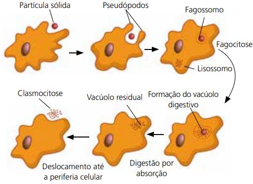 Como ocorre a fagocitose.