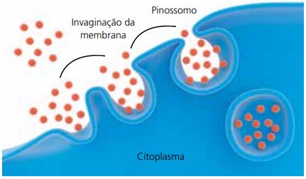 Como ocorre a pinocitose.