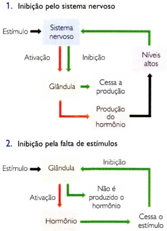 A inibição pelo sistema nervoso e pela falta de estímulos.