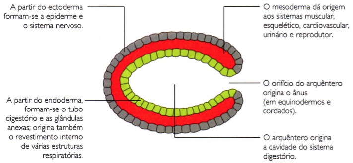 Origem de diversos órgãos e sistemas através dos folhetos embrionários.