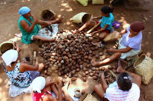 Mulheres quebrando cocos de babaçu.