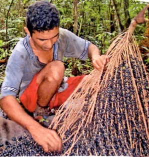 Homem coletando açaí.