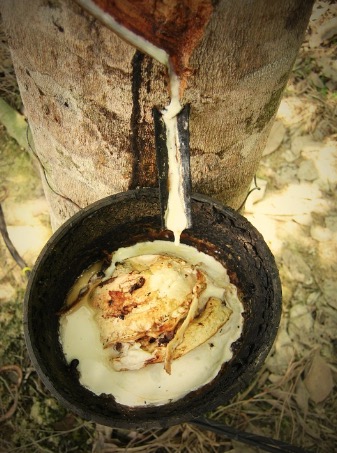 Feito um corte na seringuei onde escorre o látex em uma vasilha.