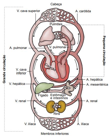 Representação esquemática do sistema cardiovascular, destacando a dupla circulação.