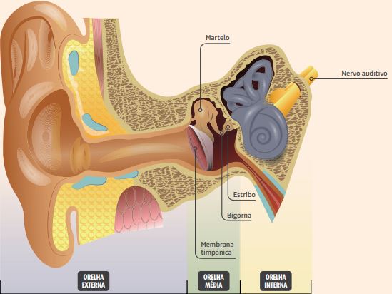 Estruturas responsáveis pelo sentido da audição.