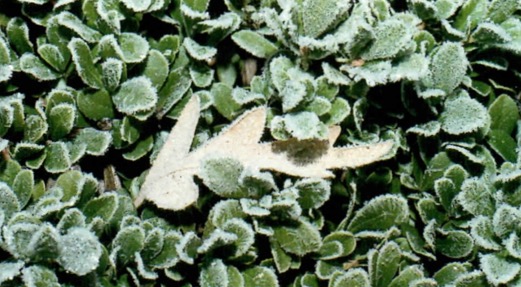 Foto do efeito da geada em uma planta.