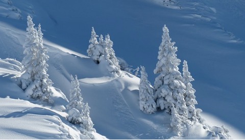 Foto de árvores cobertas de neve.