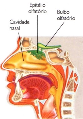 Estruturas responsáveis pelo olfato.