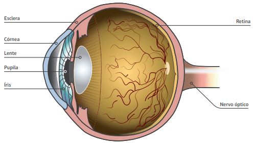 O olho é o único dos 5 sentidos que abre e fecha, portanto temos a
