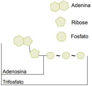 Constituição da molécula de ATP.