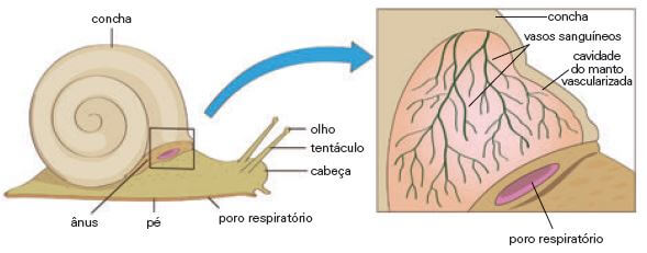 Respiração branquial em moluscos.