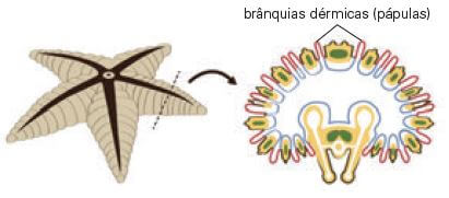 Respiração branquial.