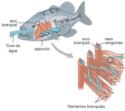 Respiração branquial em peixes.