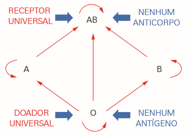 Transfusões possíveis no sistema ABO.